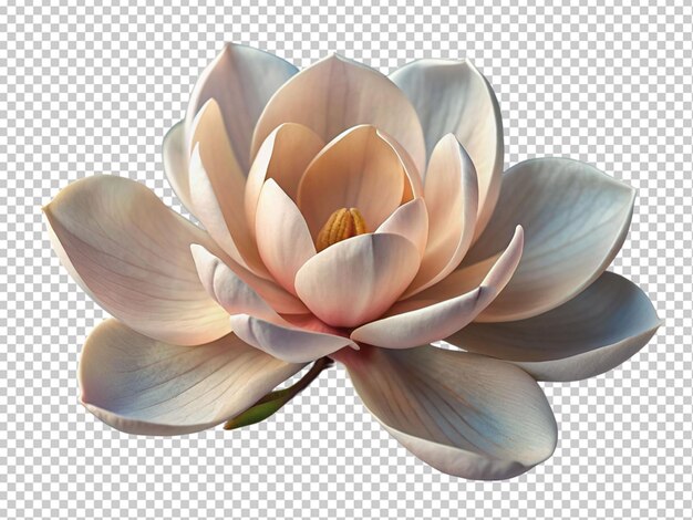 PSD la flor de la magnolia