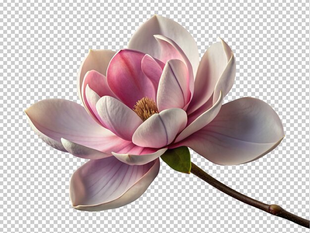 PSD la flor de la magnolia