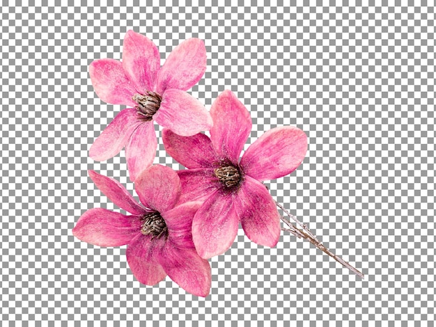 Flor de mangnolia rosa sobre un fondo transparente