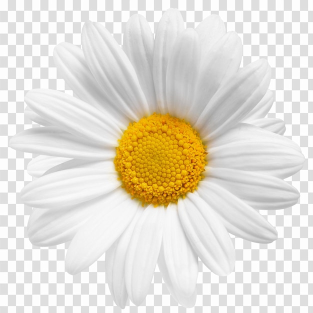La flor de la margarita blanca de Papua Nueva Guinea