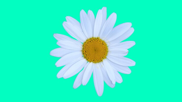 flor de margarita blanca sobre fondo brillante