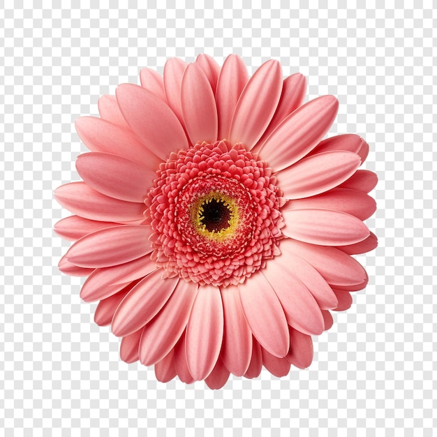 PSD flor de margarita gerbera aislada sobre fondo transparente