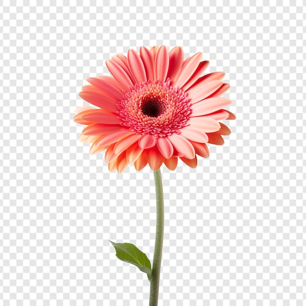 PSD la flor de la margarita de gerbera aislada sobre un fondo transparente