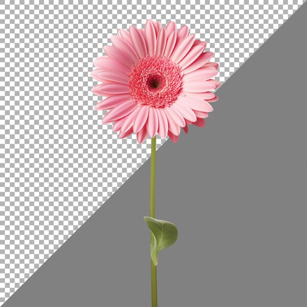 La flor de la margarita de gerbera en un fondo transparente generada por ai