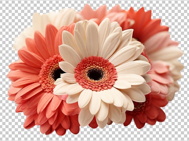 PSD flor de margarita de gerbera png aislada sobre un fondo transparente