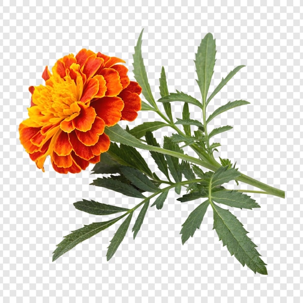 Flor de margarita con hojas aisladas sobre un fondo blanco