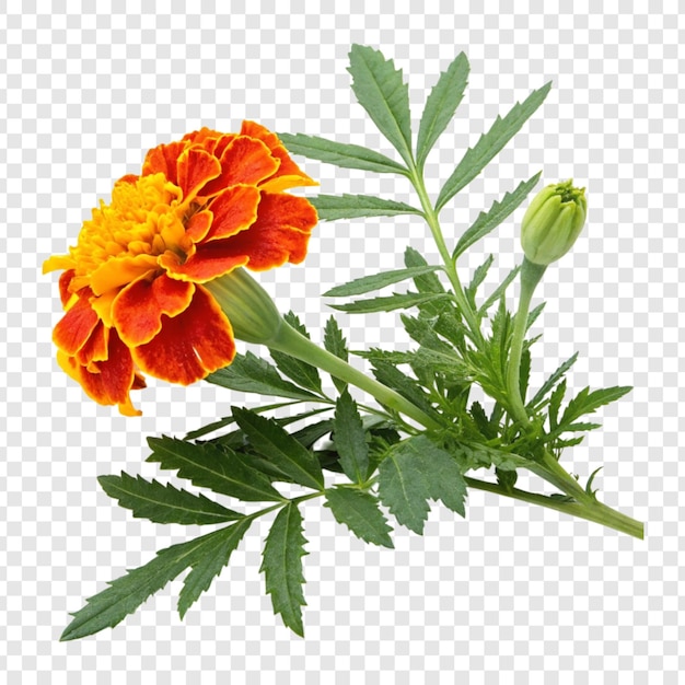 Flor de margarita con hojas aisladas sobre un fondo blanco