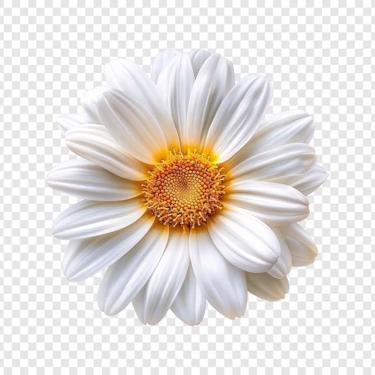 PSD flor de margarita sobre un fondo transparente