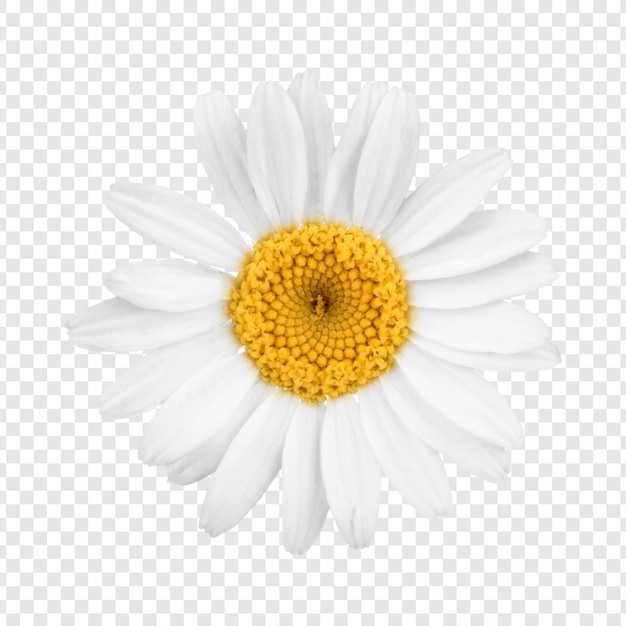 la flor de la margarita