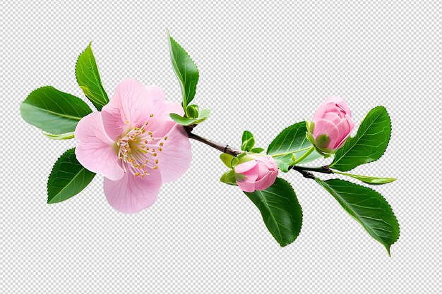 La flor de melocotón rosa aislada en la suave luz de la primavera