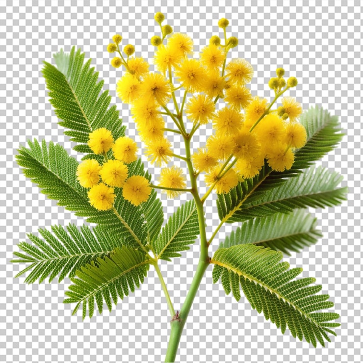 PSD flor de mimosa aislada sobre un fondo transparente
