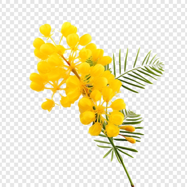 PSD flor de mimosa aislada sobre fondo transparente