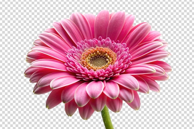 una flor se muestra en una foto con un fondo transparente
