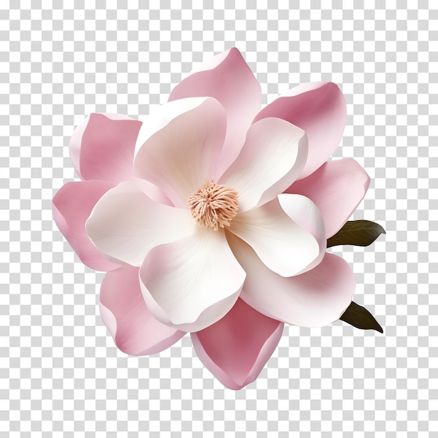 PSD una flor se muestra en rosa y blanco