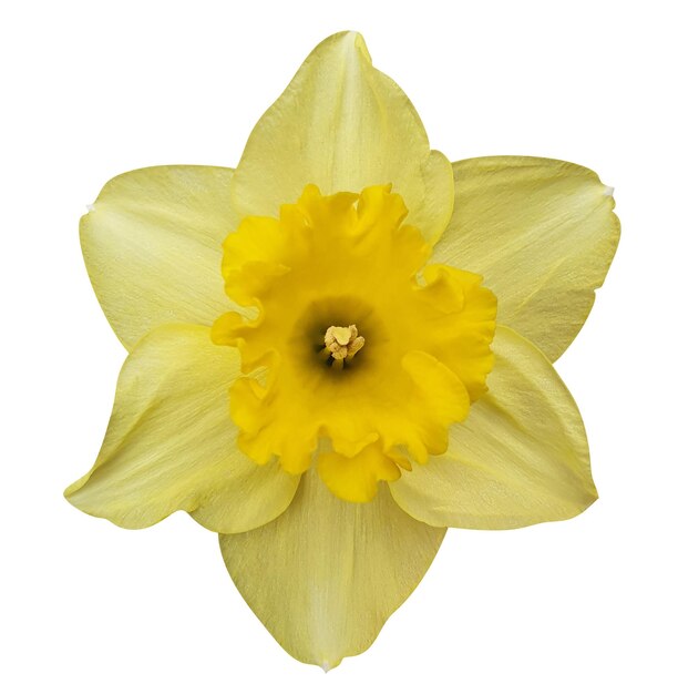 Flor de narciso amarillo en un archivo psd de fondo transparente