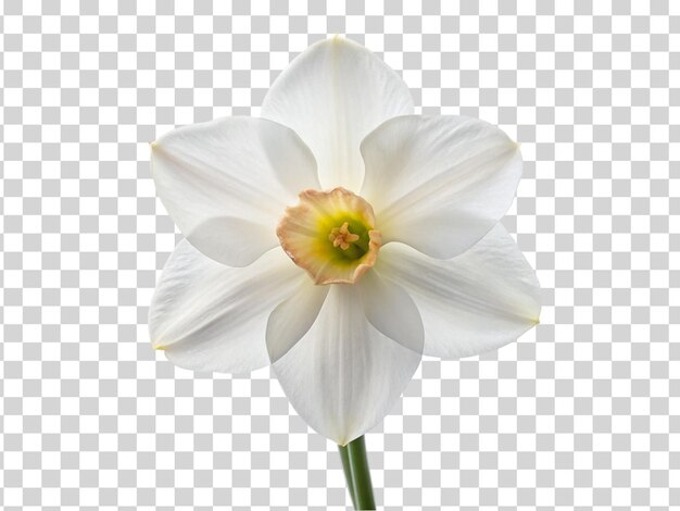 PSD flor de narciso blanco aislada sobre un fondo transparente