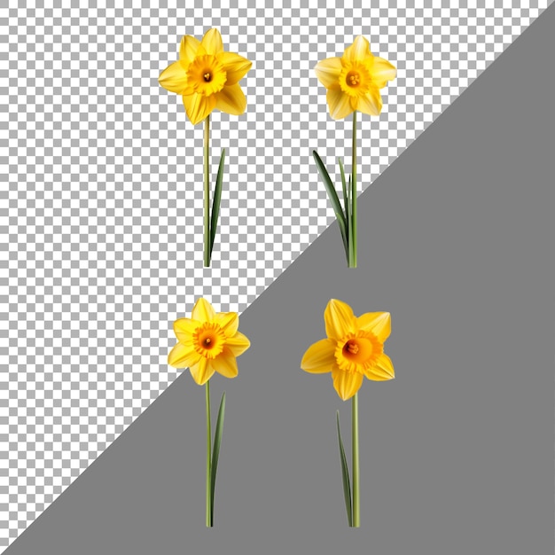 Flor de narcisos en un fondo transparente generado por ai