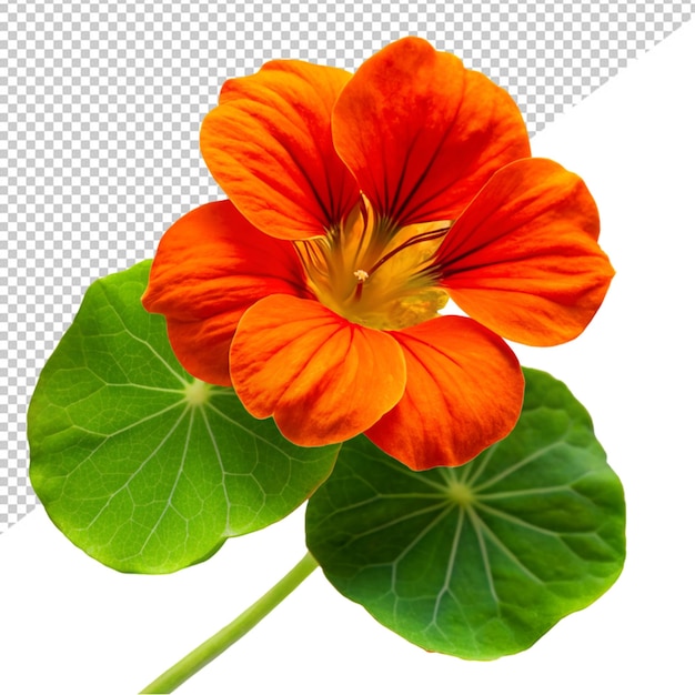 Flor de nasturtium sobre un fondo transparente