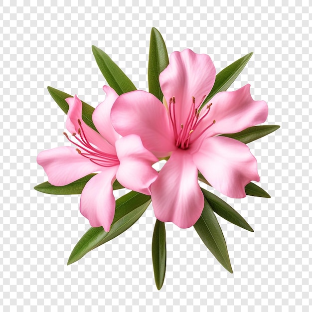 PSD la flor de oleandra png aislada en un fondo transparente