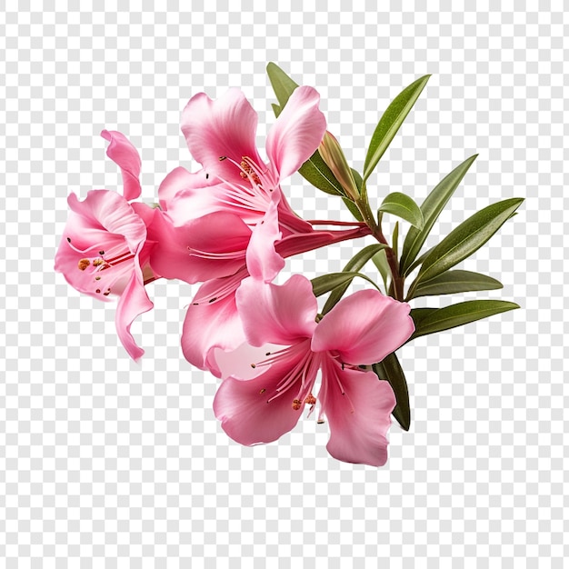 PSD la flor de oleandra png aislada en un fondo transparente