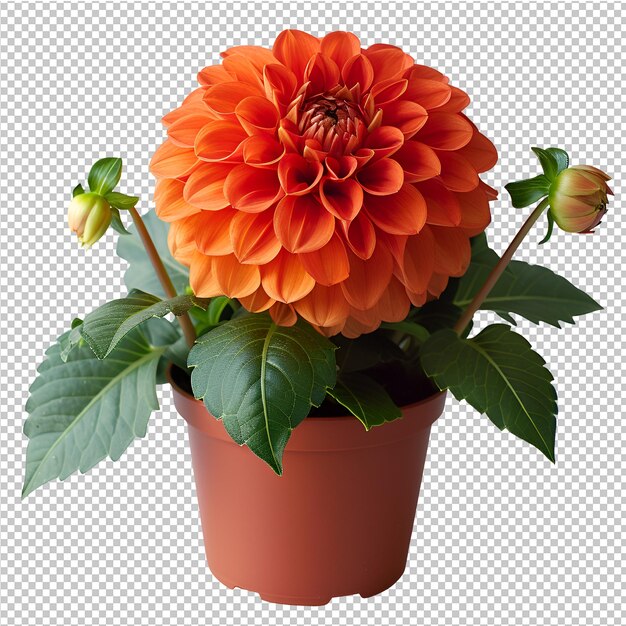 PSD una flor en una olla con una flor en ella