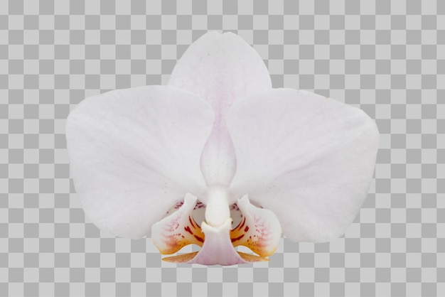 Flor de orquídea aislada