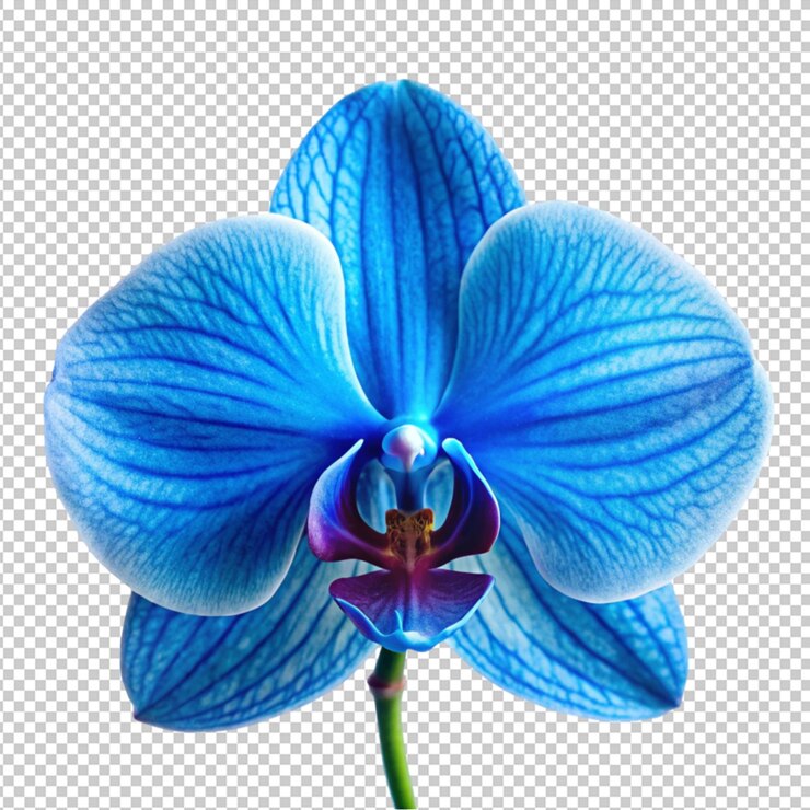 PSD la flor de la orquídea azul