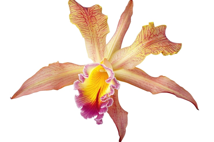 PSD flor de orquídea colorida con gotas de agua aisladas en fondo blanco aig57