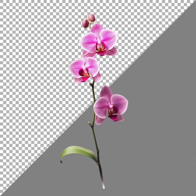 PSD flor de orquídea en fondo transparente generada por ai