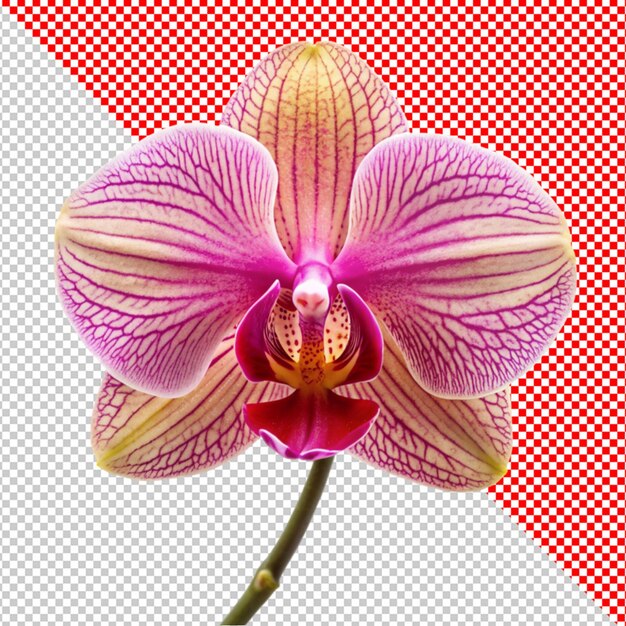 PSD la flor de las orquídeas