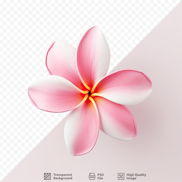 PSD una flor en una pantalla que dice hibisco.