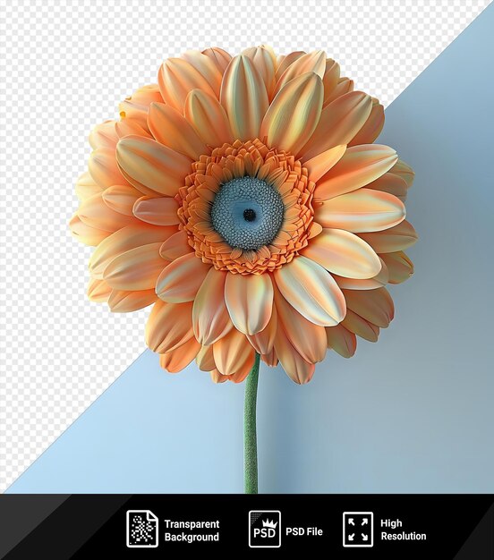 PSD la flor de la patata gerbera la flor del naranja gerbera el naranja de la gerbera la naranja del gerbera los naranjas del gerbera las naranjas de los gerbera los png psd