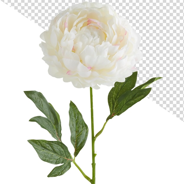 PSD flor de peonía png