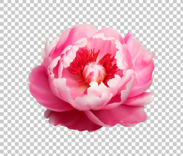 La flor de la peonía rosa con un fondo transparente