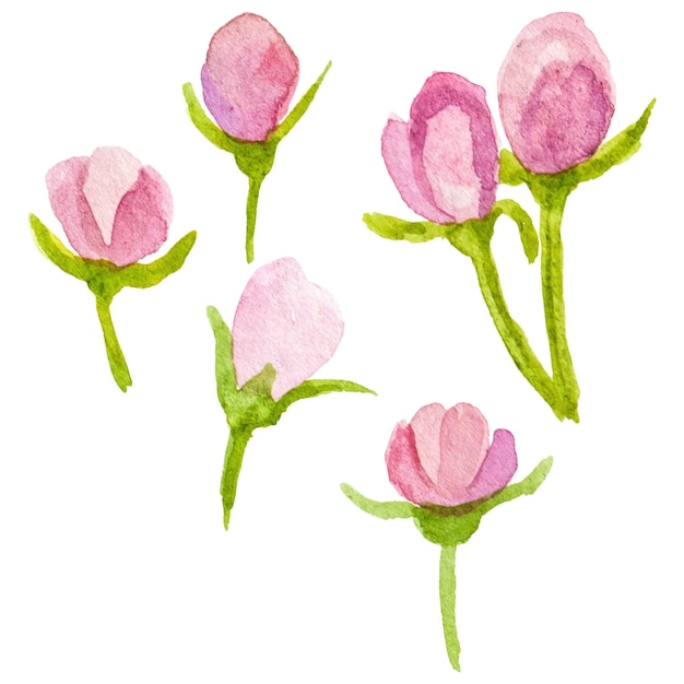 Flor pintada a aquarela Elemento de design de flor desenhado à mão isolado em fundo transparente