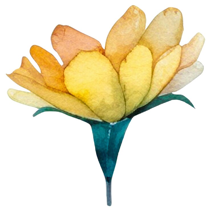 PSD flor pintada a aquarela elementos de design de flores desenhados à mão isolados em fundo branco