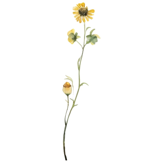 Flor pintada en acuarela Elementos de diseño floral dibujados a mano aislados sobre un fondo blanco
