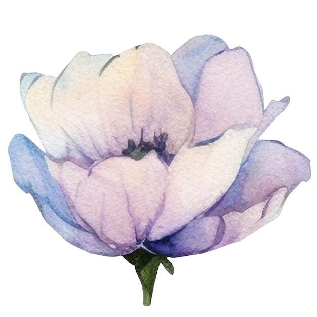 Flor pintada en acuarela Elementos de diseño floral dibujados a mano aislados sobre un fondo blanco