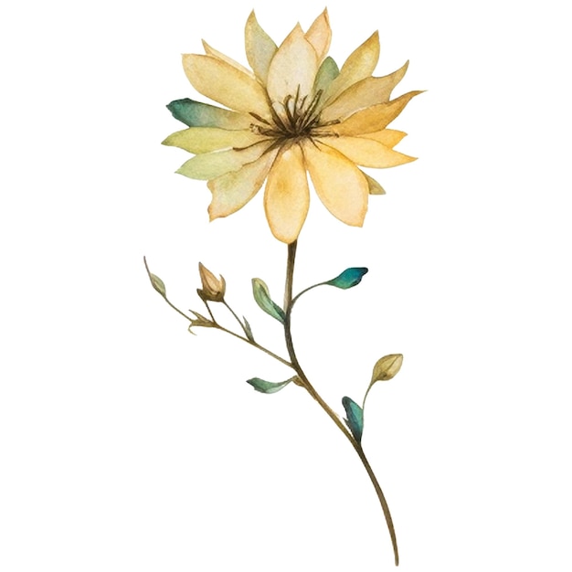 Flor pintada en acuarela Elementos de diseño floral dibujados a mano aislados sobre un fondo blanco