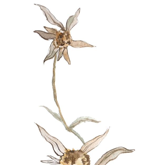 Flor pintada en acuarela Elementos de diseño floral dibujados a mano aislados sobre un fondo blanco