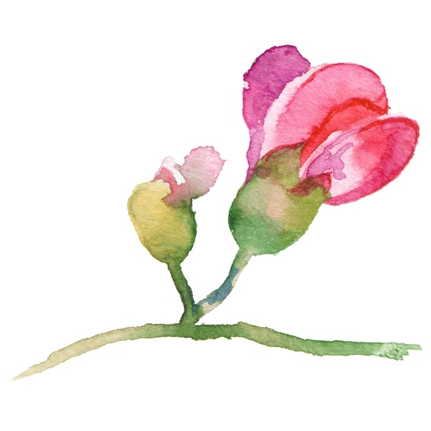 Flor pintada en acuarela Elementos de diseño floral dibujados a mano aislados sobre un fondo blanco