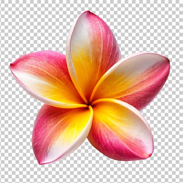 PSD una flor de plumeria en un fondo transparente