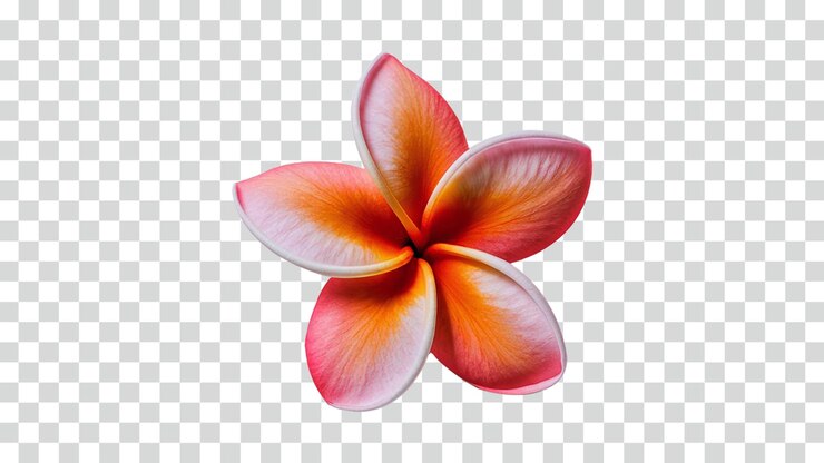 Una flor de plumeria en plena floración aislada sobre un fondo transparente