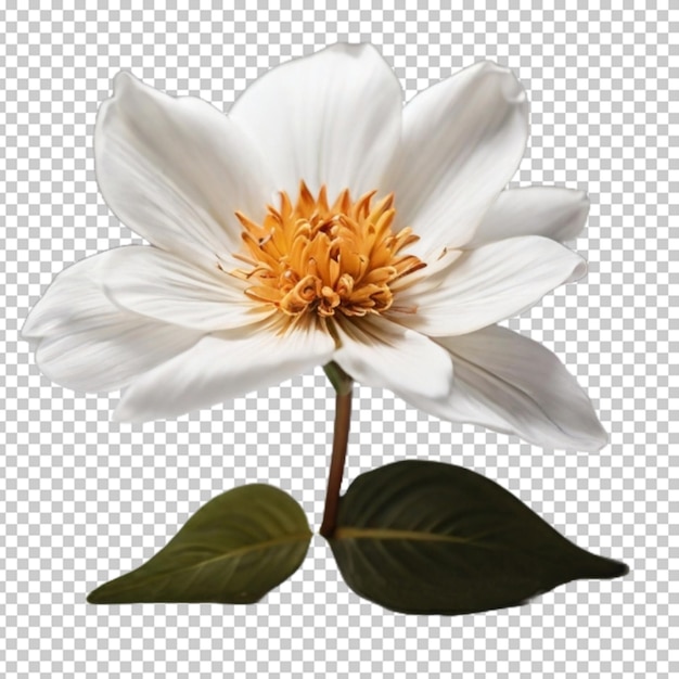 PSD flor en png psd.