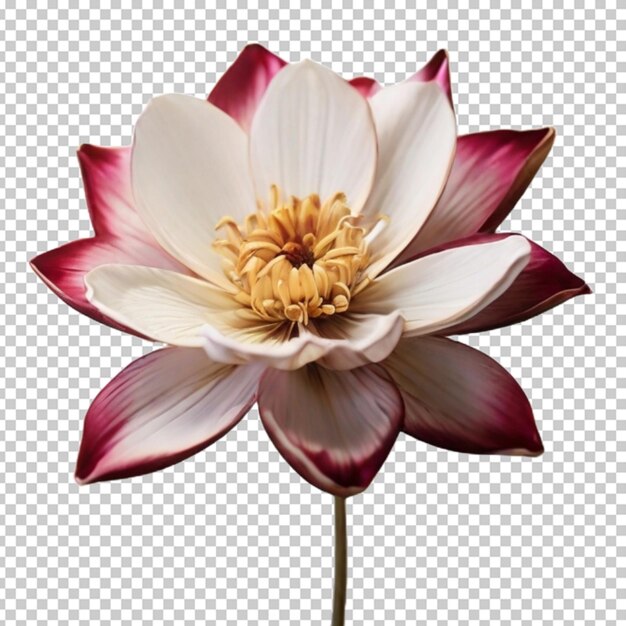 PSD flor en png psd.