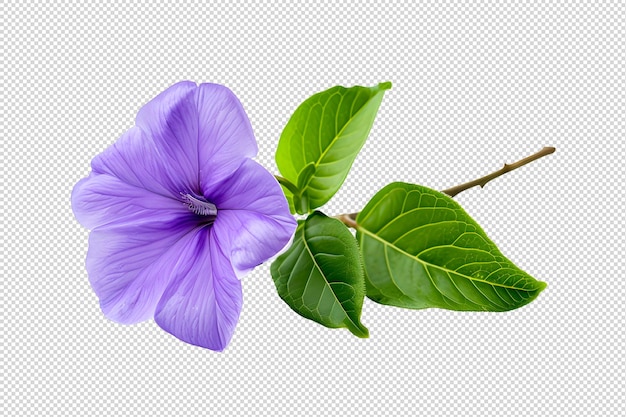 PSD la flor png púrpura aislada en un fondo transparente