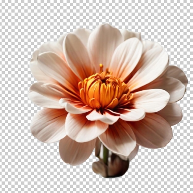 PSD la flor en png.