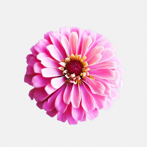 PSD flor png