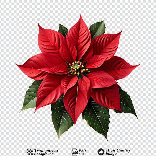 PSD flor de poinsettia de navidad aislada sobre un fondo transparente