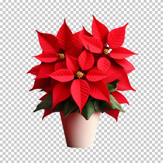 PSD flor de poinsettia en una olla aislada en un fondo transparente